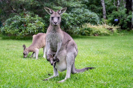 Mother kangaroo with baby kangaroo in her pouch and joey kangaroo eating grass Australian wildlife marsupial animal