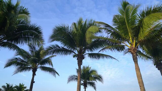 coconut palm tree with beautiful blue sky and clouds