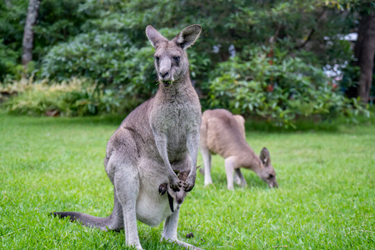 Mother kangaroo with baby kangaroo in her pouch and joey kangaroo eating grass Australian wildlife marsupial animal