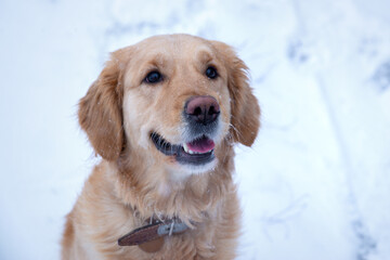 Portrait of a young golden retriever. Dog portrait.