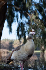 Beautiful Egyptian goose, duck, flew to the Winter Lake in Netanya