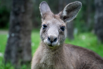 Naklejka na ściany i meble Male kangaroo close up portrait in the bush. Australian wildlife marsupial animal