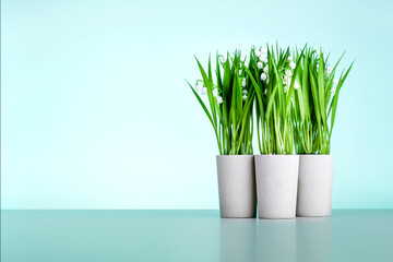 Spring flowers in pots on mint background with copy space. spring concept