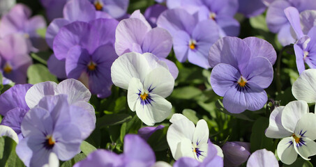 Close-up of tricolor violet  flowers (lat. Viola tricolor L.) Floral banner for a florist store, large format