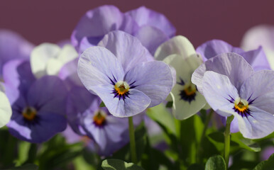 White purple Violet tricolor (lat. Viola tricolor L.) flowers on the pink background. Floral banner for a florist store