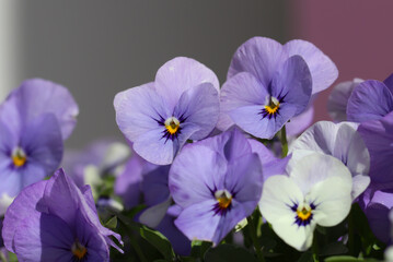 Fototapeta premium Close-up of Violet tricolor (lat. Viola tricolor L.) flowers, large format, with space for text