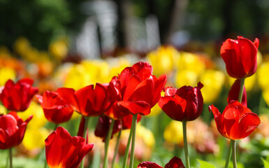 Bright colorful Tulip blossoms in spring