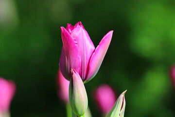 Pink tulip flower with bud illuminated by sunlight. Soft selective focus, tulip close, toning 