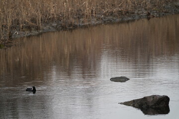 eurasian coot in the pond