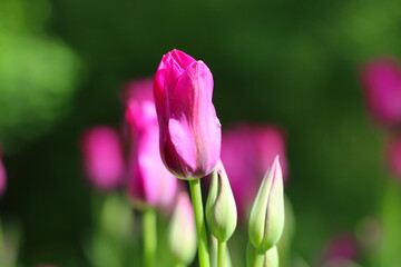 Pink tulip flower with two buds illuminated by sunlight. Soft selective focus, tulip close, toning 