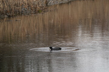 eurasian coot in the pond
