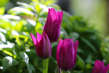 Obraz premium Tulips pink. A pair of pink tulips in a gentle embrace. A spring blurring background with bright tulips