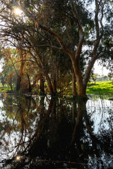 Winter lake puddle in the rainy season in a park in Netanya