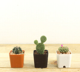 Three different cactus arrange on wooden table against white background