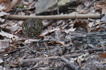 scaly thrush in the grass field