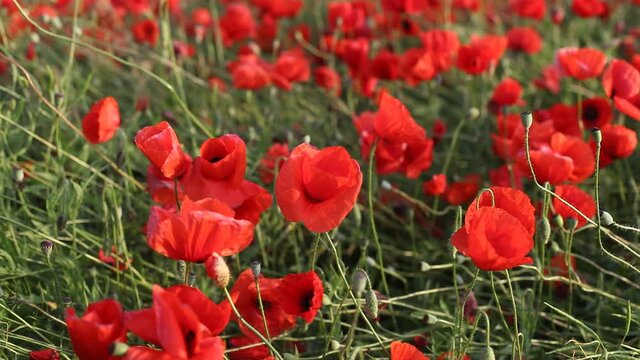 A field of poppies with red flowers at the time of sunrise. A light wind shakes the plants. Summer, sunny.