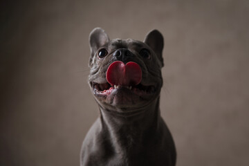 portrait of sweet french bulldog puppy sticking out tongue and looking up