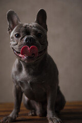 lovely french bulldog puppy sticking out tongue and panting