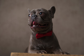 curious french bulldog puppy looking up and side and panting