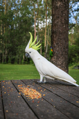 Beautiful Australian cockatoo bird in the wild being fed on a picnic table