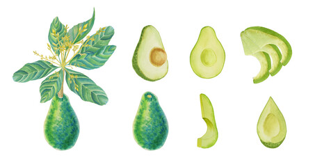 Avocado watercolor set. The fruit on the branch is whole and half. Slices on an isolated background. Hand drawn ingredient illustration for menu and package design.
