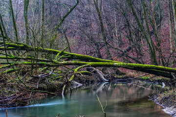 Schöne Wald- und Bachlandschaft im Neandertal im Winter