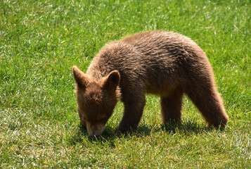 Adorable Brown Black Bear Cub Playing Outside