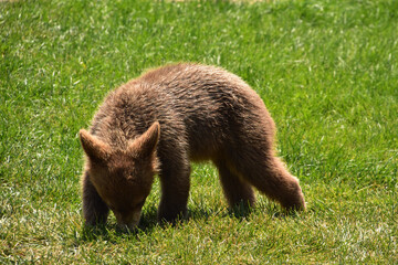 Fototapeta premium Wild Baby Brown Black Bear Cub Playing