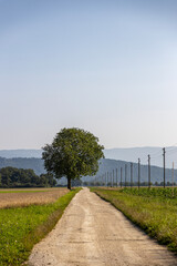 Baum an Strasse, Strommasten, Blauer himmel, Wanderweg, Jura, Wiese, Feldweg