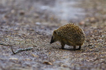 animal wild in nature hedgehog in the forest, european hedgehog runs