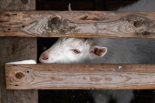 A white goat of the Zaanen breed looks out through the fence . Only part of the head is visible, a place for the text. Concept: lifestyle, home farm, goat breeding, ecological product.