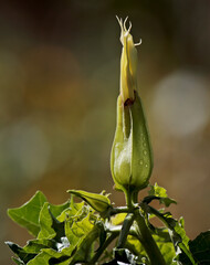 Fading flower of jimsonweed