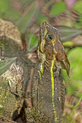 Belize