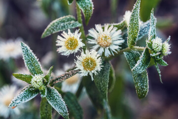 Frosty autumn morning with flower