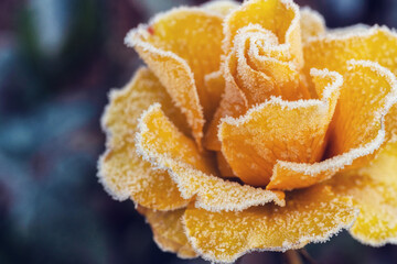 Frosty autumn morning with flower