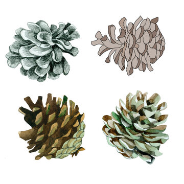 Pine cones watercolor and graphics isolated on white background set for all prints.