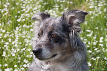 Kopfportrait von einem Australian Shepherd im Mai, grauer Hund sitzt in der Blumenwiese mit weißen Blumen im Frühling