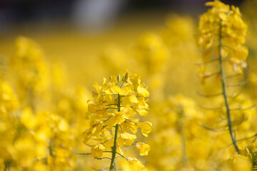 Obraz premium Rapsfeld