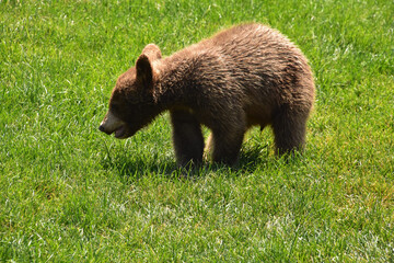 Juvenile Black Bear Cub Playing in Grass