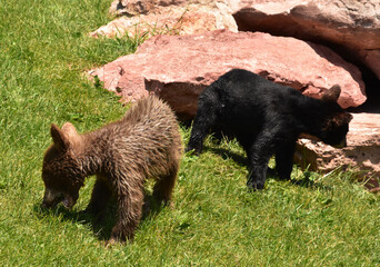 Pair of Black Bear Cubs Foraging in South Dakota