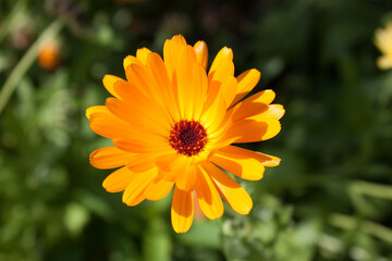 Calendula