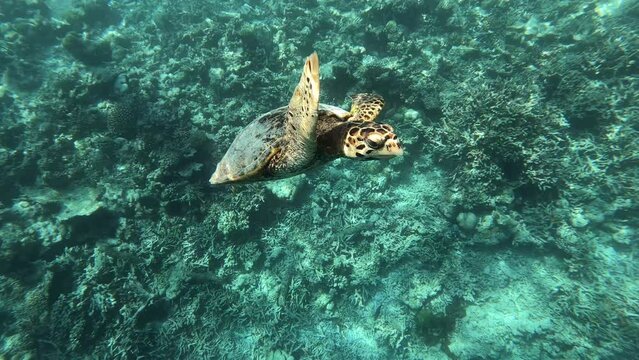 ein Schildkr&ouml;te schwimmt in einem Korallenriff in Slow Motion