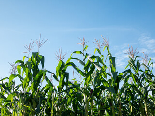 Corn field in clear day, corn tree with blue cloudy Sky