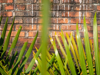 Obraz premium Lush green tropical plant leaves basking in sunlight, with a rustic, textured red brick wall providing a contrasting background