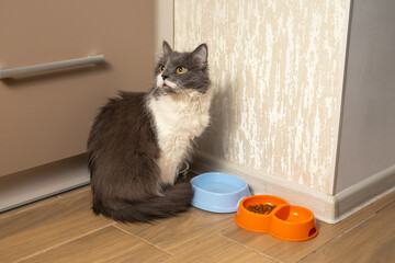Old senior grey female cat waits for food to be fed in a kitched near her cat food bowls