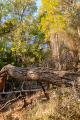 fallen tree in summer forest