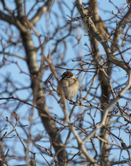 birds sparrows on a branch against the blue sky