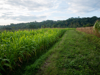 Fototapeta na wymiar Corn field in clear day, corn tree with blue cloudy Sky