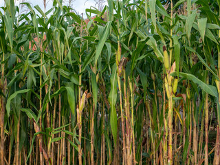 Fototapeta premium Corn field in clear day, corn tree with blue cloudy Sky