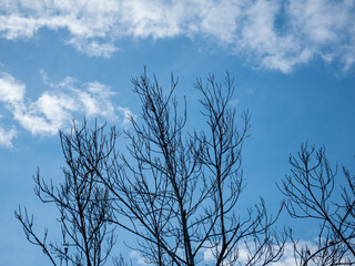 Green leaves against the sky